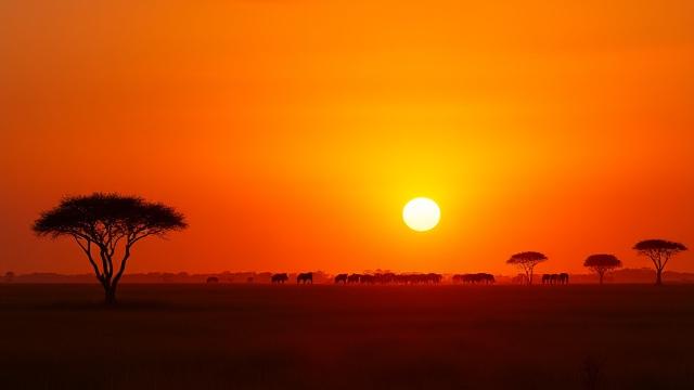 Safari i Serengeti, Afrika